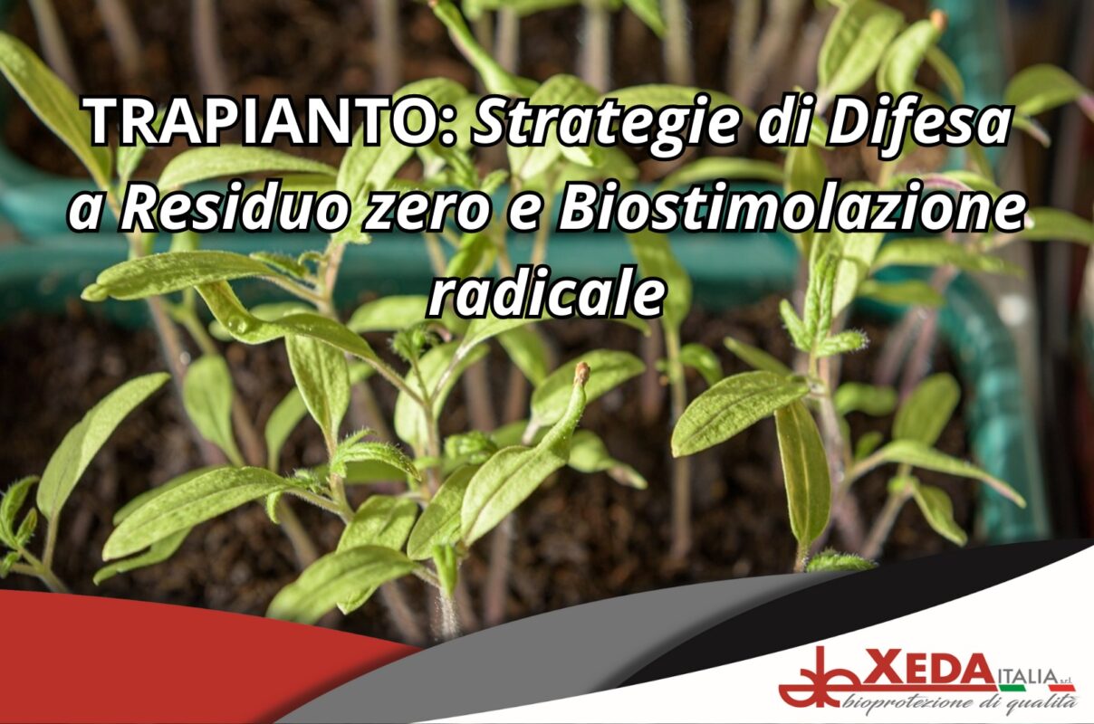 Strategia al trapianto - XEDA ITALIA